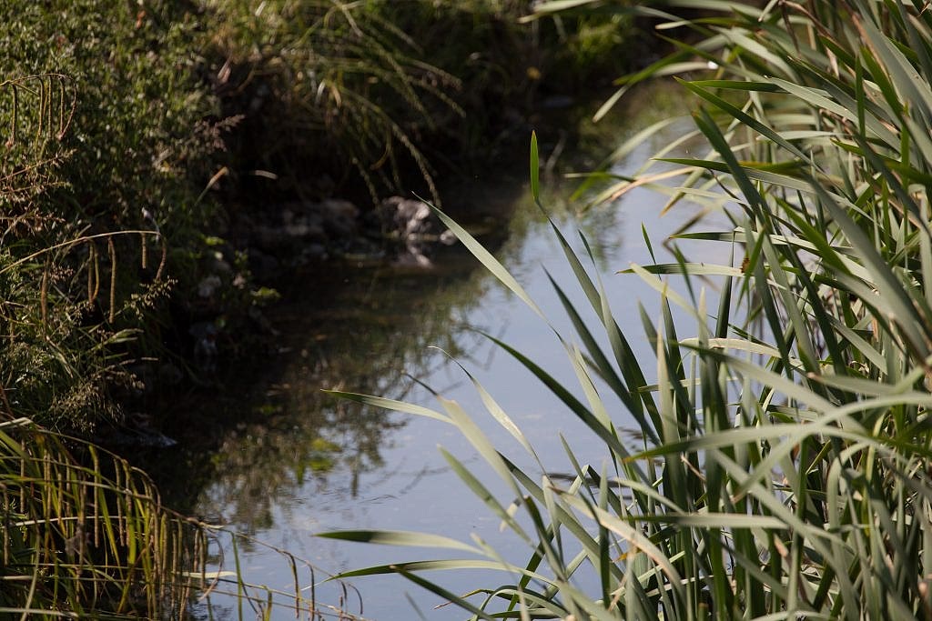 Creating urban wetlands