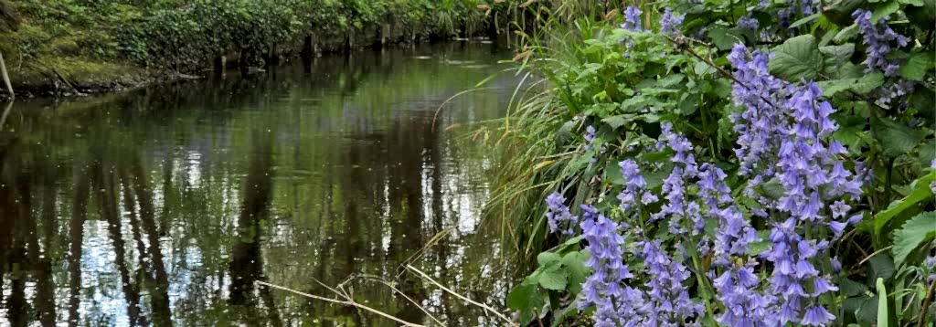 Restoring the River Ravensbourne in Ladywell Fields